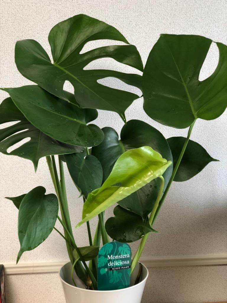 モンステラ（デリシオーサ）6号鉢サイズ 観葉植物 ミニ
