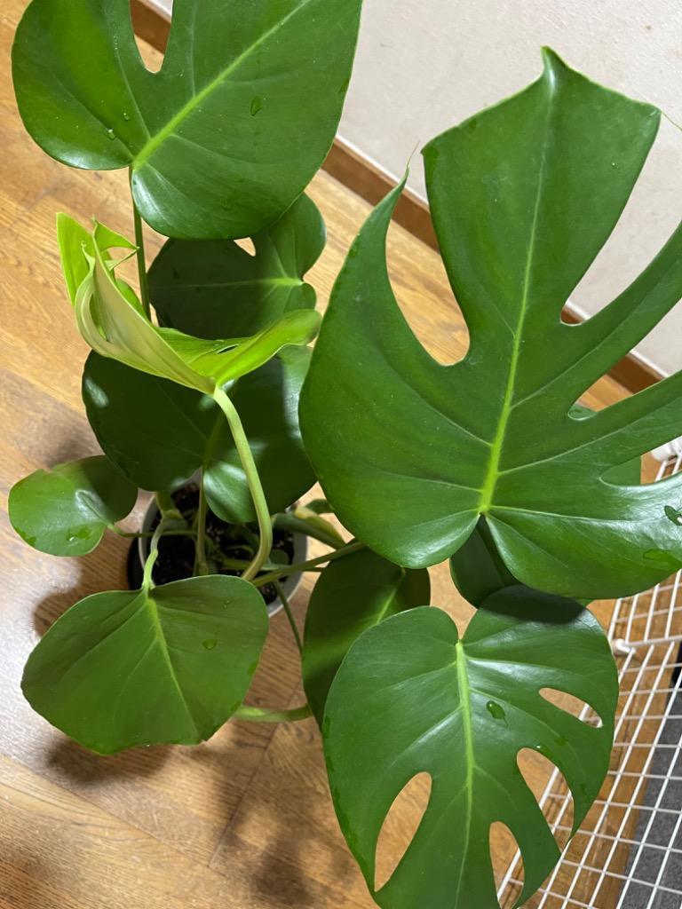 モンステラ（デリシオーサ）6号鉢サイズ 観葉植物 ミニ