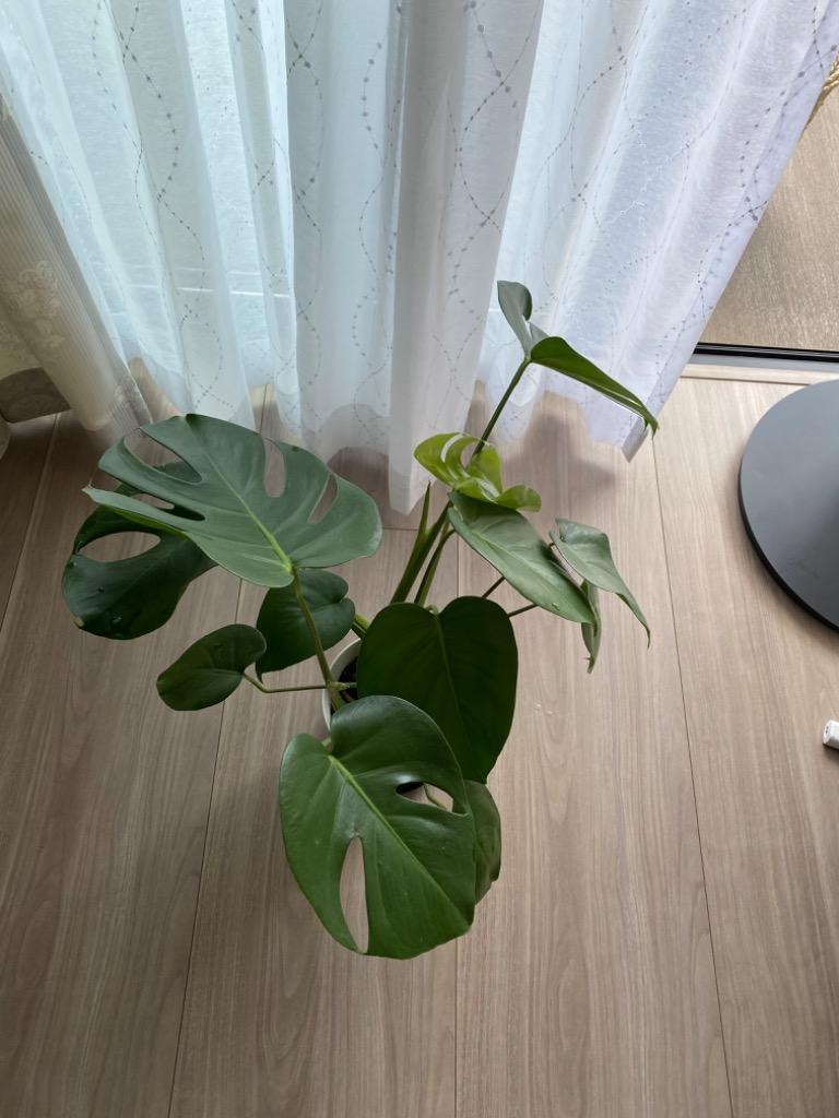 モンステラ　デリシオーサ　20本 モンステラ（デリシオーサ）6号鉢サイズ 観葉植物 ミニ プレゼント