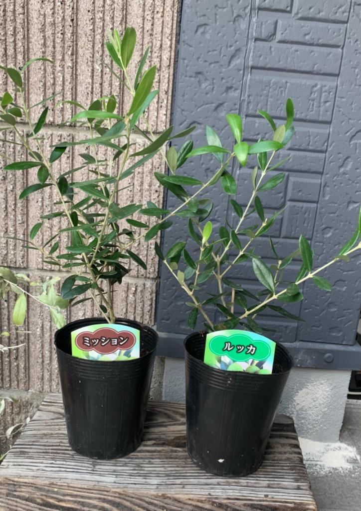 2品種セット オリーブの木 4号鉢サイズ 鉢植え 苗木 薫る花 庭木 