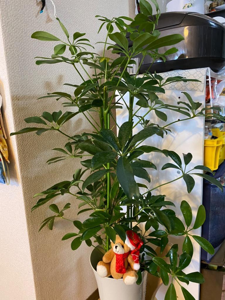 シェフレラ ホンコンカポック 6号鉢サイズ 鉢植え 観葉植物 ミニ