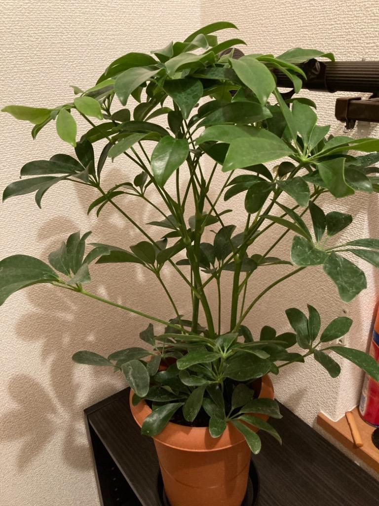 シェフレラ ホンコンカポック 6号鉢サイズ 鉢植え 観葉植物 ミニ
