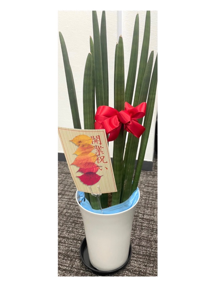 サンセベリア希少品種スタッキー本物 サンスベリア サンセベリア 希少品種 スタッキー 本物