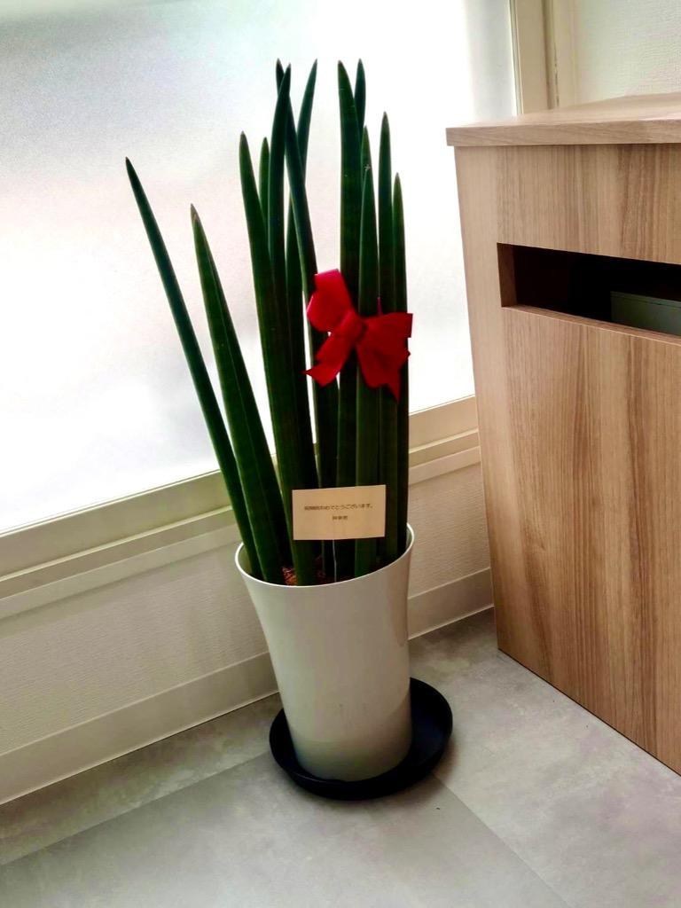 サンセベリア希少品種スタッキー本物 サンセベリアスタッキーの本物と偽物の違いと見分け方 | 家庭