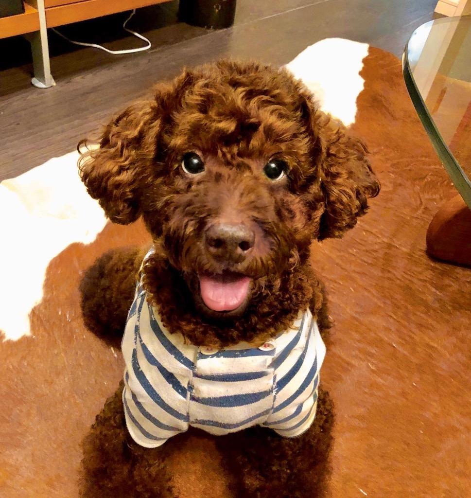 ZOIC（ゾイック） ダイックス 選べる4色 | 被毛にやさしいペット用