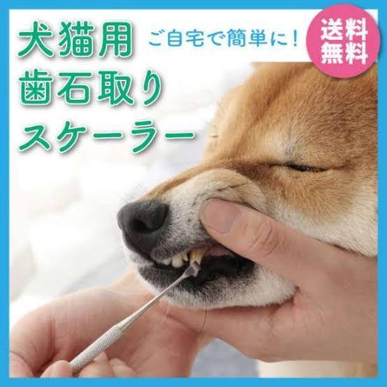 ペット用 歯石取り 安全 口腔ケア 器具 スケーラー 犬用 猫用 犬 猫 ネコ 虫歯 虫歯予防 歯周病 虫歯痛み ヤニ取り 簡単 ワンちゃんの口臭予防  歯磨き : ke0702 : KEDUKAヤフー店 - 通販 - Yahoo!ショッピング