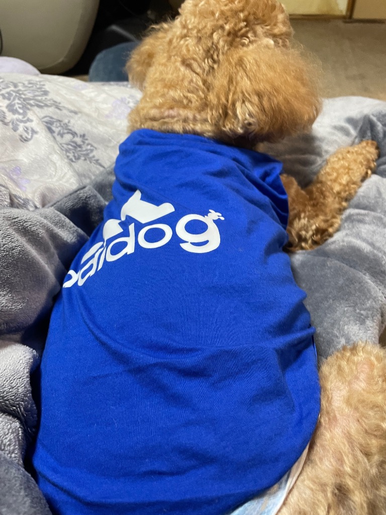 アディドッグ Tシャツ 7colors S M L XL 2XL ドッグ犬用ウェア