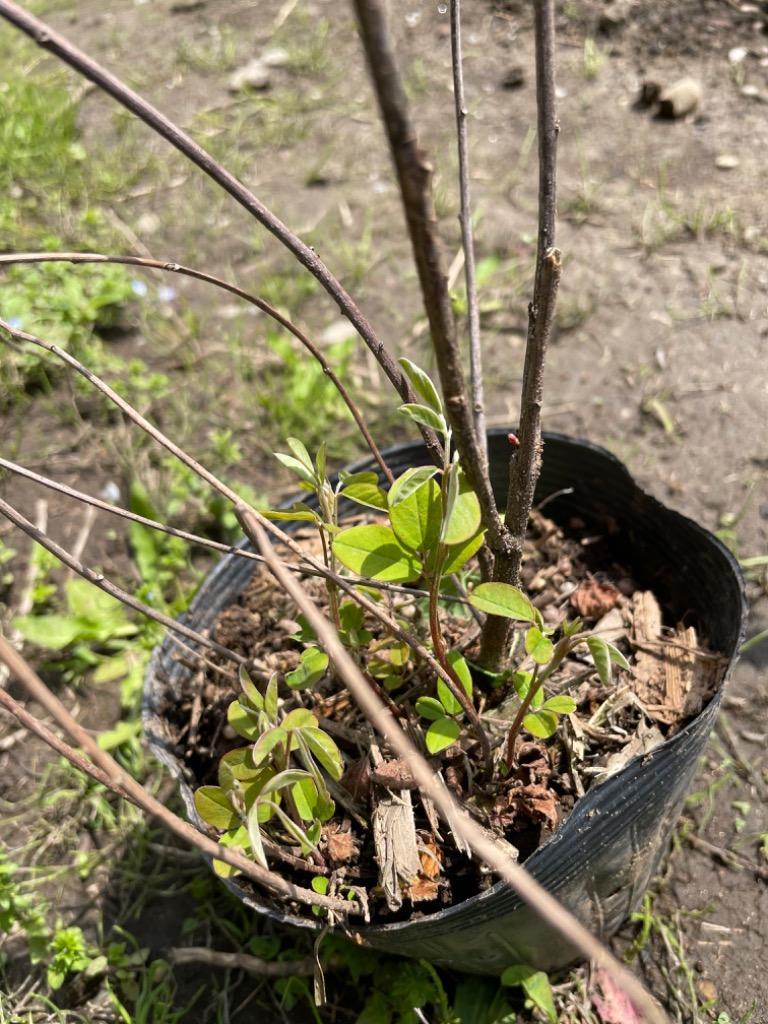 ミヤギノハギ 宮城野萩 1ポット 大きな鉢 15cmポット ハギ 萩 紫花が