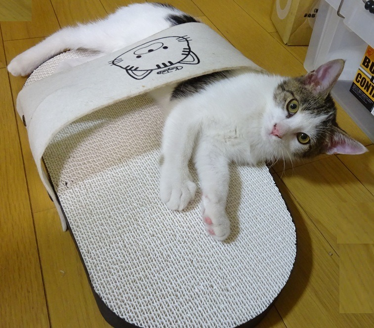 全体のレビュー画像 | 1-0
