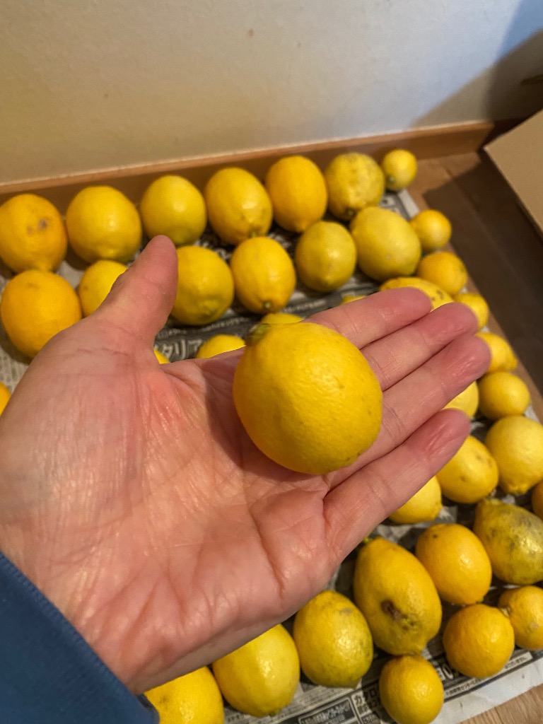 国産レモン ほぼ 無農薬 レモン 10kg 国産 れもん 愛媛県産 減