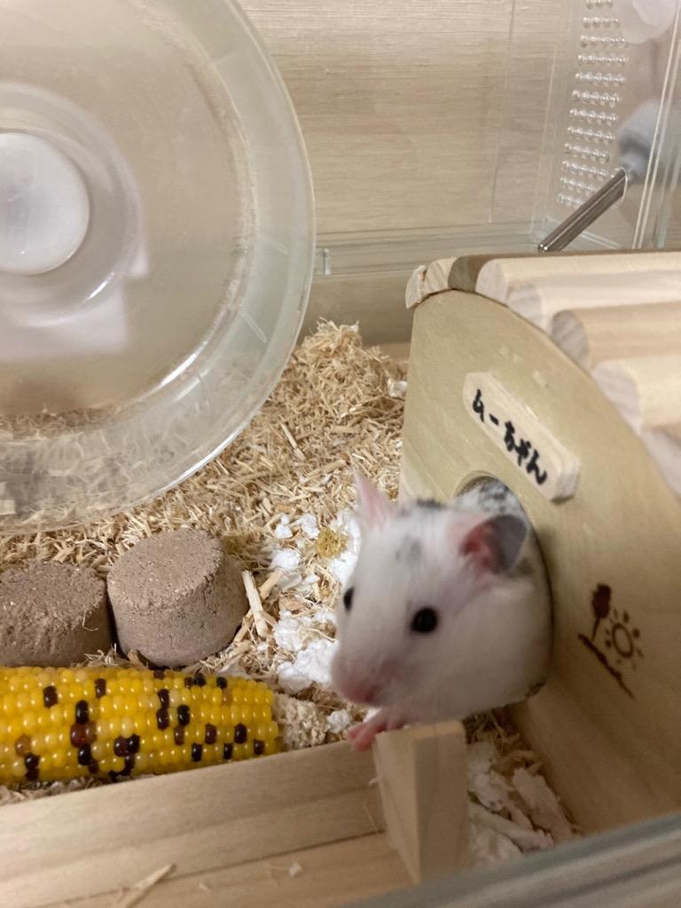 大容量柔ごこち他 ハムスター等小動物用 GEX ジェックス 柔ごこち 2kg×6個 小動物 ハムスター 床材