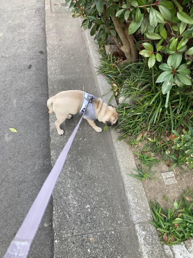 1件目のレビュー画像 | 0
