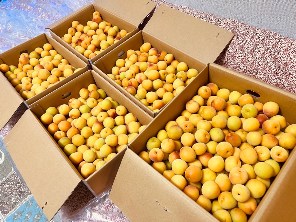 完熟 南高梅【 秀優品 3Lサイズ 10kg 】梅干し用 クール便 送料 完熟 南高梅【 秀優品 3Lサイズ 10kg 】梅干し用 クール便 送料