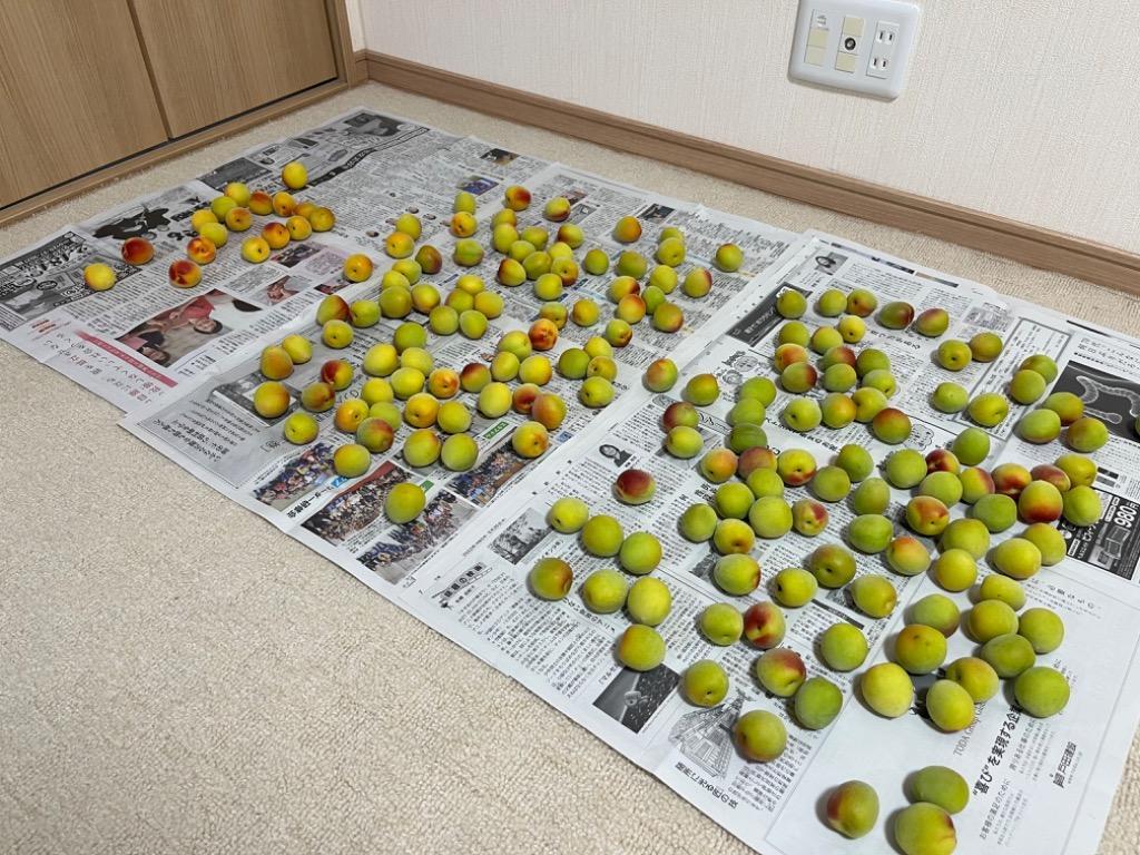 紀州南高梅 秀品 2Lサイズ 5kg クール便 南高梅 完熟 本場紀州産 クール便 送料無料 【 2L サイズ 5kg