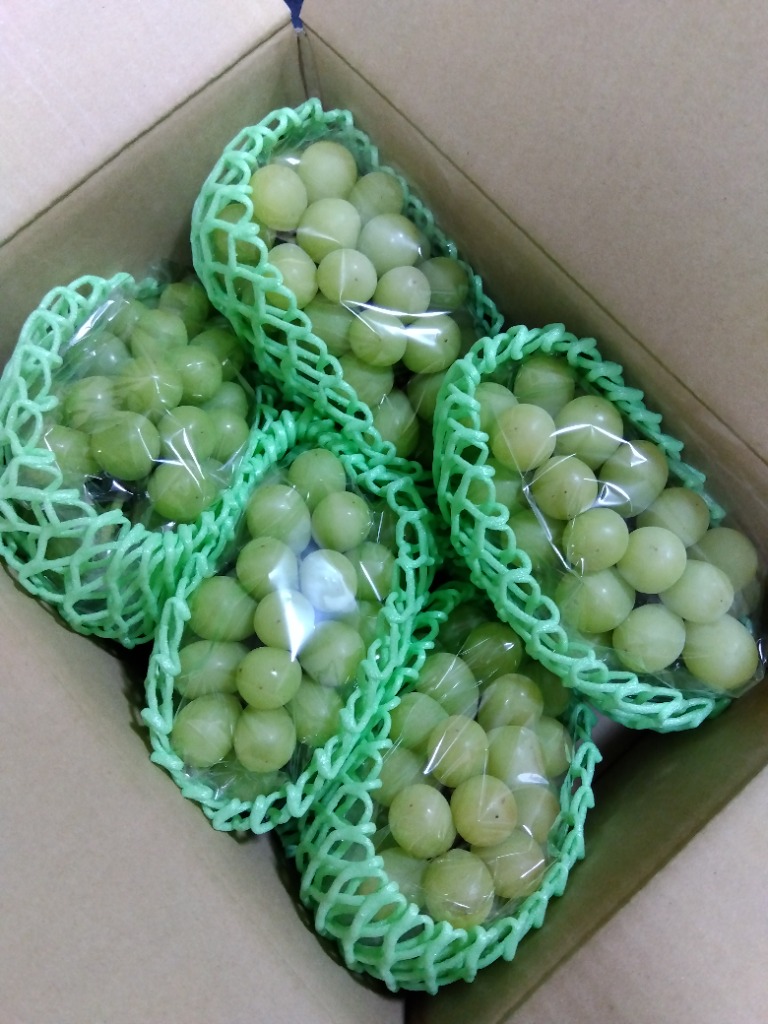 長野産 シャインマスカット 約2kg 4〜6房 ご家庭用 朝収穫産地