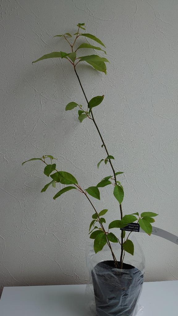 クロモジ　苗　67cm imgrc0112037831.jpg