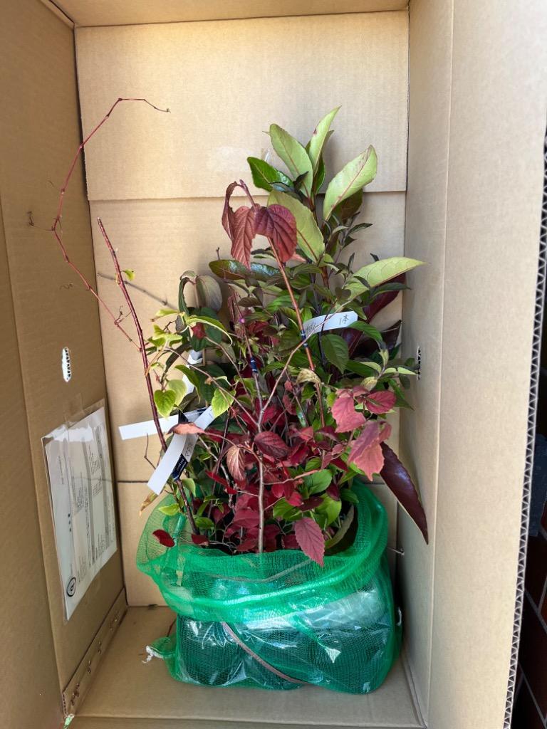 ノブドウ（野葡萄）苗木 20〜50cm前後 : キヨタキナーセリー - 通販