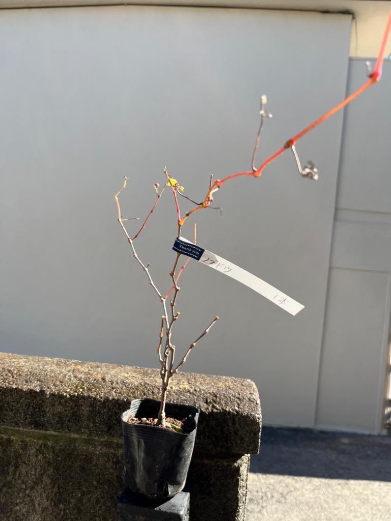 ノブドウ（野葡萄）苗木 20〜50cm前後 : キヨタキナーセリー - 通販