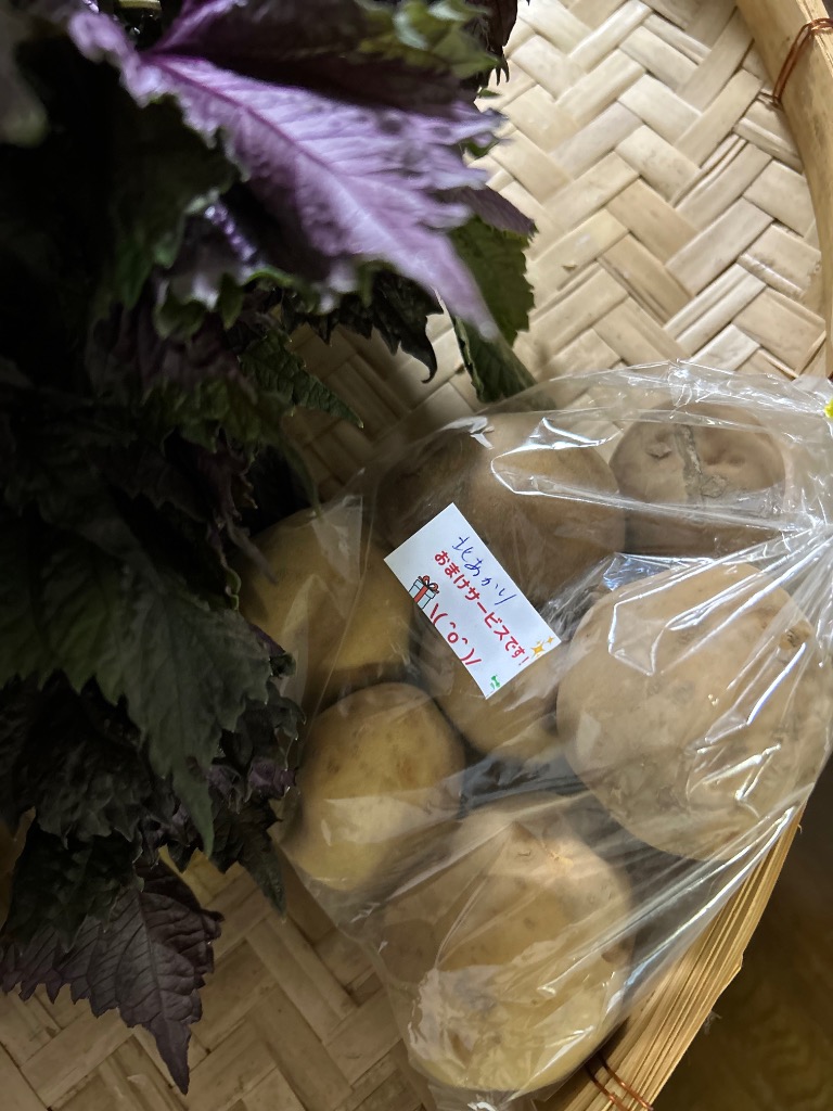 赤じそ(赤紫蘇、赤しそ) ☆農薬や化学肥料は使用しておりません