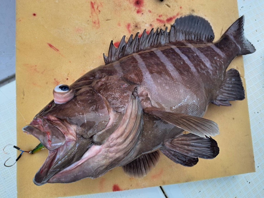 ダイワ　DAIWA　TGベイト　カミガケ　神掛　120g Amazon.co.jp: ダイワ(DAIWA) タングステンジグ TGベイト神掛
