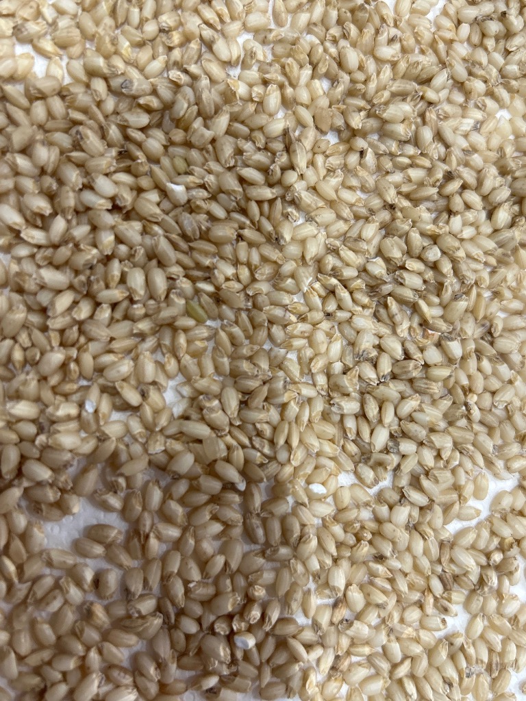 秋田産 金のいぶき 玄米 5kgx2(10kg) 令和6年産 玄米食専用米 終売】秋田産 金のいぶき 玄米 10kg 令和6年産 玄米食専用米
