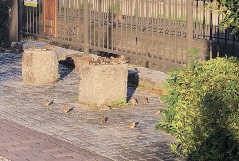 鳥の餌 エサ 10kg 着色米or砕米 : 米屋のこうむら - 通販