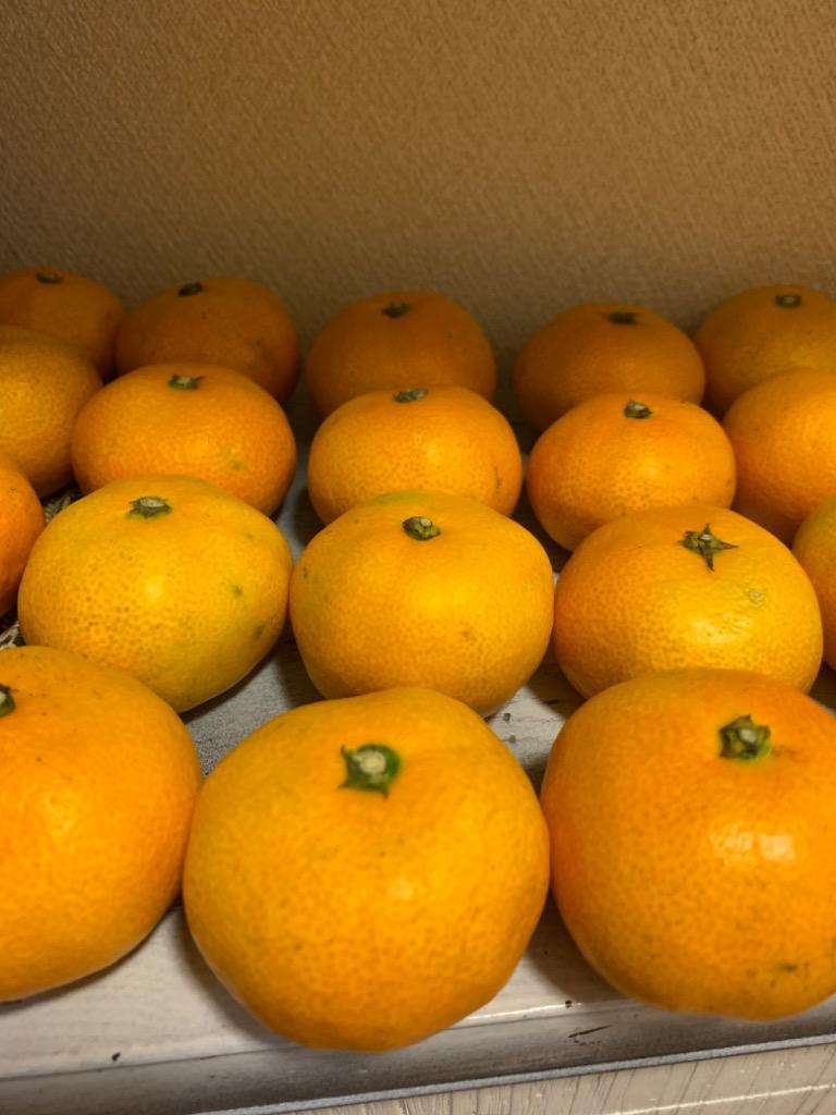 山口周防大島産『小玉 みかん 家庭用 大箱 約9.5kg』(箱込約10kg 山口周防大島産『小玉 みかん 家庭用 大箱 約9.5kg』(箱込約10kg