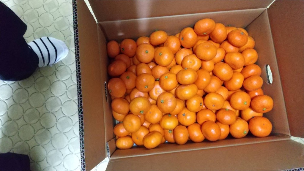 山口周防大島産『小玉 みかん 家庭用 大箱 約9.5kg』(箱込約10kg 山口周防大島産『小玉 みかん 家庭用 大箱 約9.5kg』(箱込約10kg
