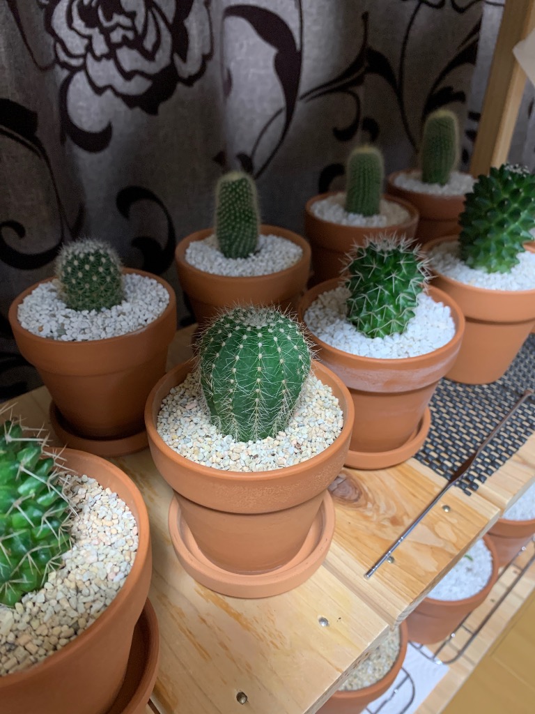 コーナンオリジナル LIFELEX サボテン・多肉植物の土 2L コーナンオリジナル LIFELEX サボテン・多肉植物の土 2L