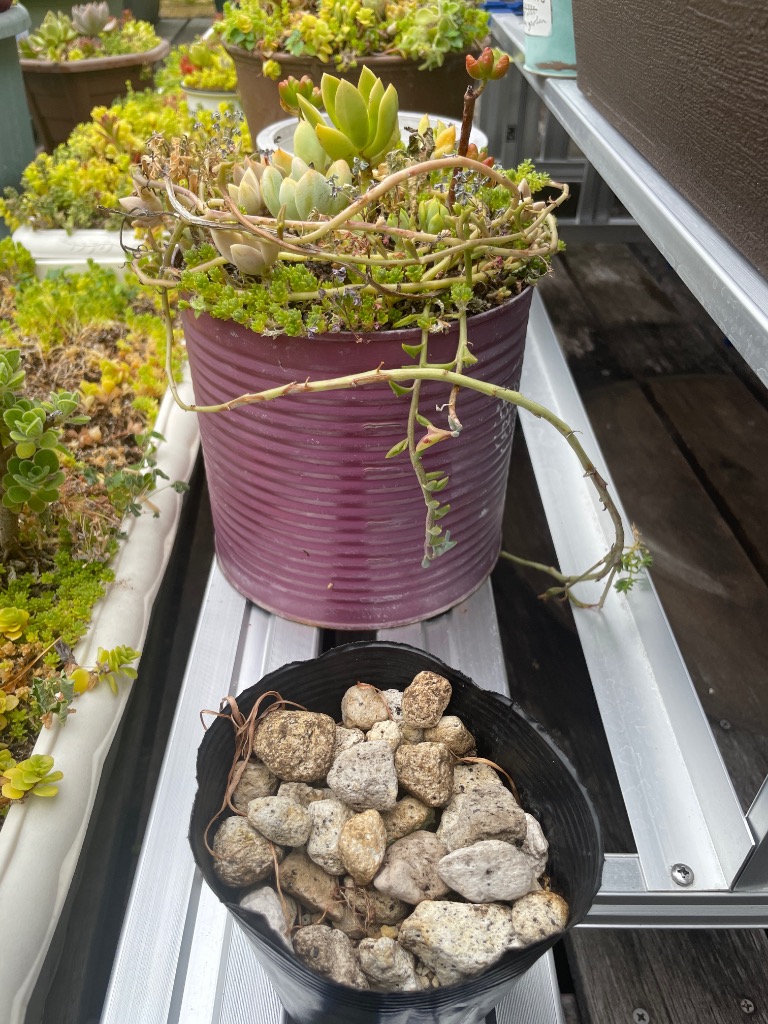 ◇コーナン オリジナル フラワースタンド 3段 : コーナンe