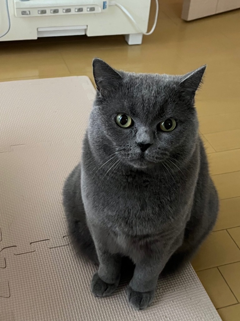 ロイヤルカナン 猫 キャットフード ブリティッシュ ショート ロイヤルカナン 猫 キャットフード ブリティッシュ ショート