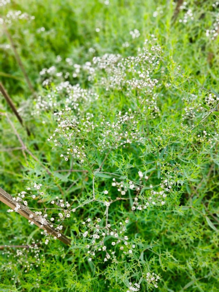 かすみ草 種 宿根かすみ草 1袋(250mg) / カスミソウ かすみ草の種 花たね 花のタネ 花 種子 タネ フラワーアレンジメント 切花 花壇  国華園 :2010-p7-012:花と緑 国華園 - 通販 - Yahoo!ショッピング