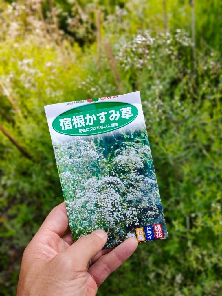 かすみ草 種 宿根かすみ草 1袋(250mg) / カスミソウ かすみ草の種 花たね 花のタネ 花 種子 タネ フラワーアレンジメント 切花 花壇  国華園 :2010-p7-012:花と緑 国華園 - 通販 - Yahoo!ショッピング