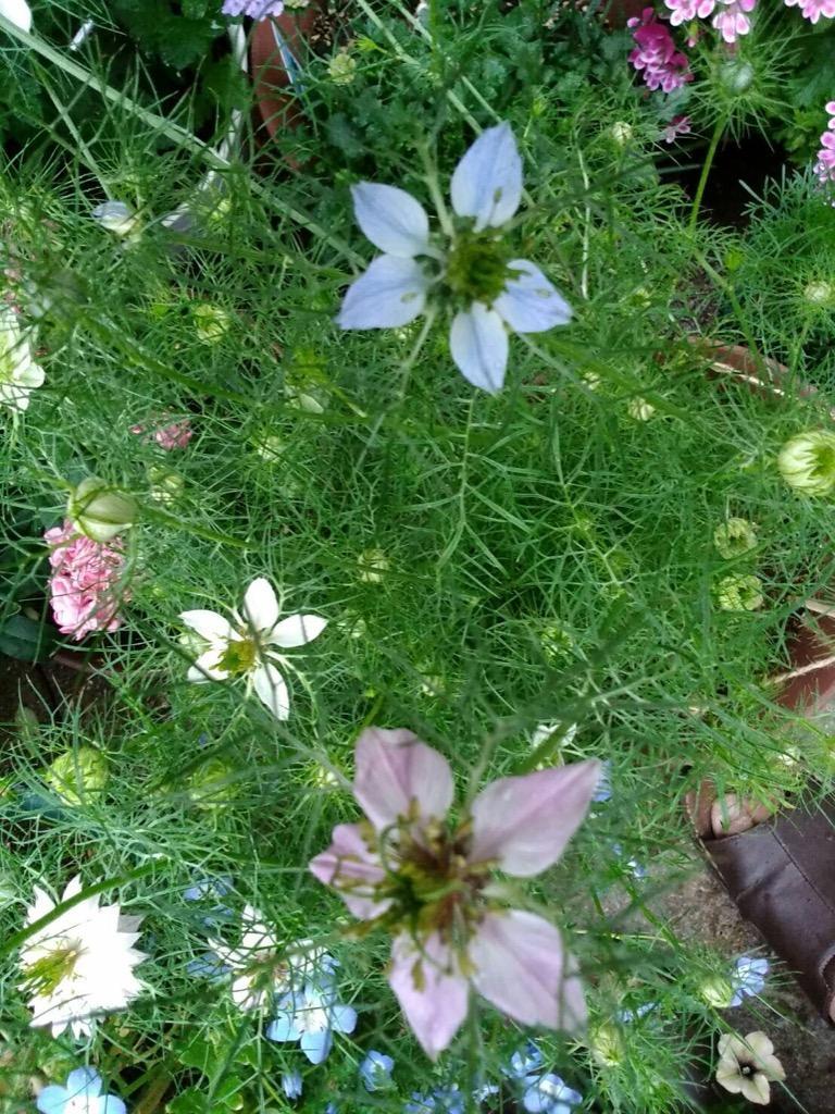 ニゲラ 種 ニゲラ混合 1袋(1000mg) / ニゲラの種 ニゲラの花 花たね 花の種 種子 タネ 国華園 :2010-p7-064:花と緑 国華園  - 通販 - Yahoo!ショッピング