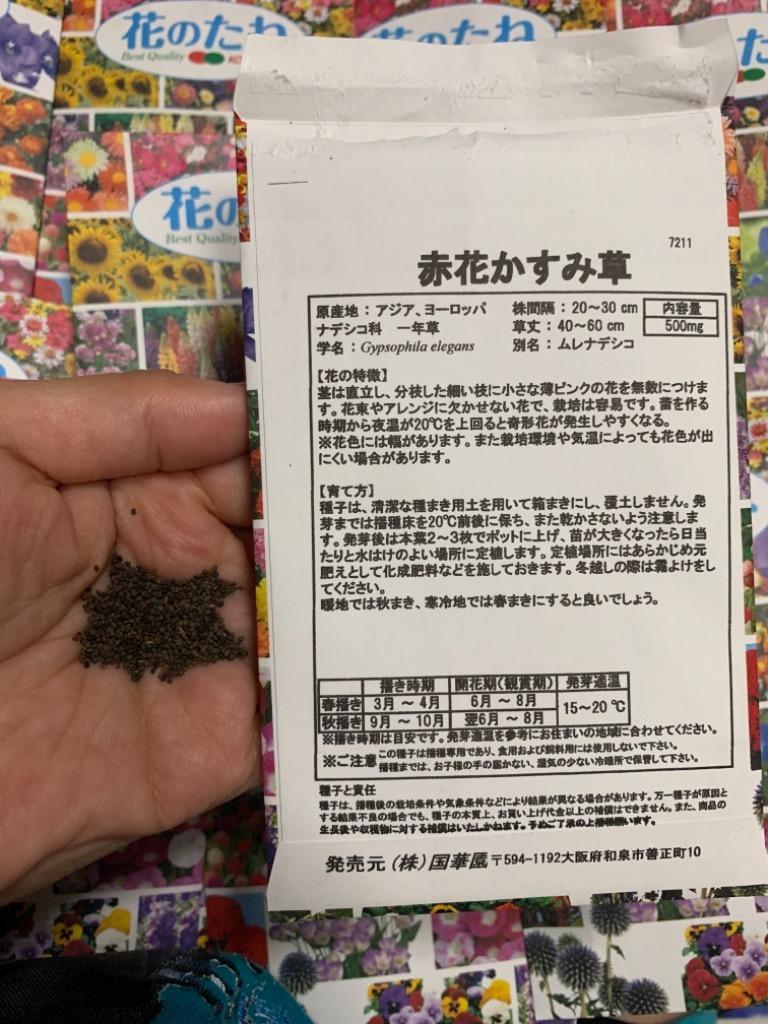 かすみ草 種 赤花かすみ草 1袋(400mg) / カスミソウ かすみ草の種 かすみ草の花 花たね 花のタネ 花 種子 タネ フラワーアレンジメント  切花 花壇 国華園 :2010-p7-079:花と緑 国華園 - 通販 - Yahoo!ショッピング