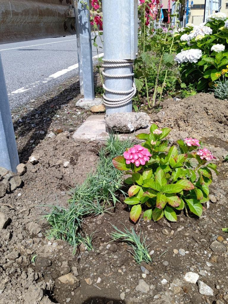 カーネーション 種 マリエ 1袋(200mg) / カーネーションの種 カーネーションの花 ダイアンサス 花たね 花の種 種子 タネ 国華園  :2010-p7-094:花と緑 国華園 - 通販 - Yahoo!ショッピング