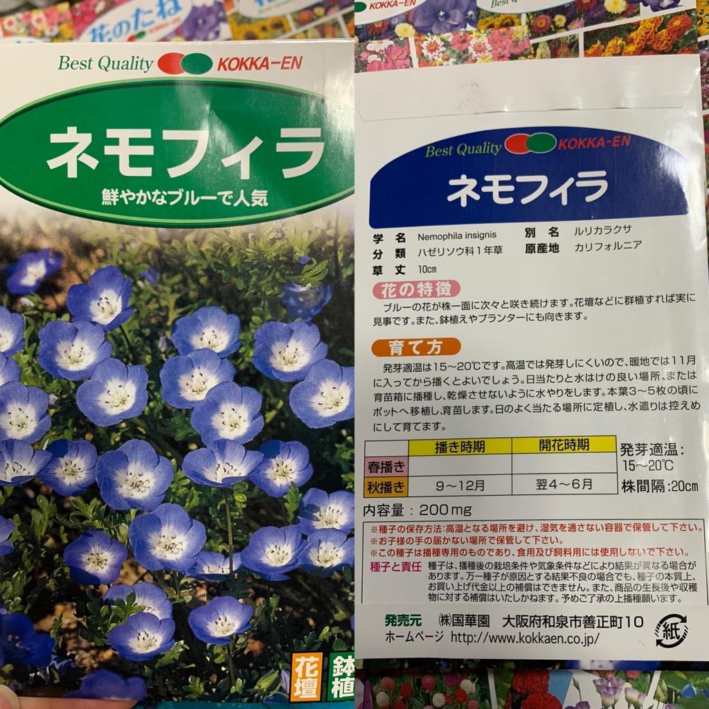 ネモフィラ 種 ネモフィラ 1袋(200mg) / ネモフィラの種 ネモフィラの花 花たね 花の種 種子 タネ 国華園 :2010-p7-109:花と緑  国華園 - 通販 - Yahoo!ショッピング