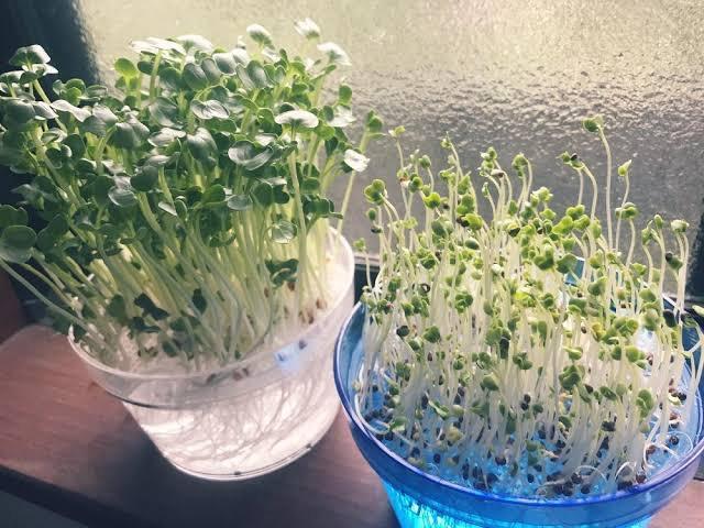 種 野菜たね ダイコン かいわれ大根 1袋（35ml） スプラウト