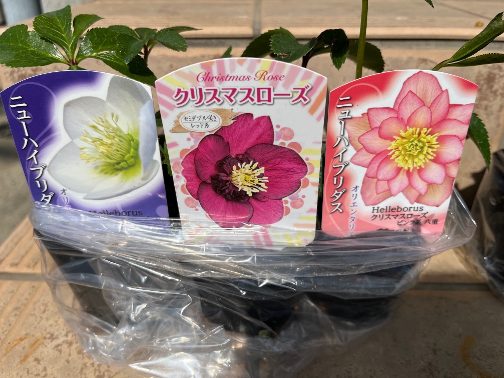 花苗 お得！クリスマスローズ福袋(品種見計らい・名称付) 4株