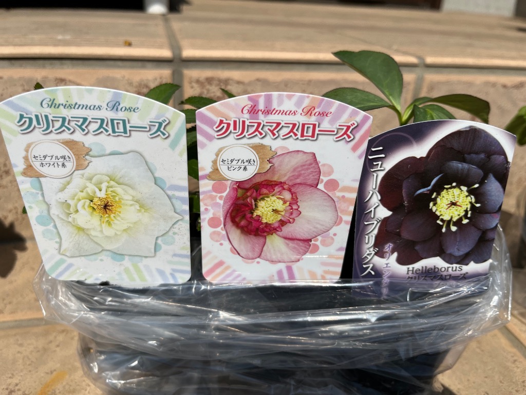 花苗 お得!クリスマスローズ福袋(品種見計らい・名称付) 4株 花苗 お得!クリスマスローズ福袋(品種見計らい・名称付) 4株