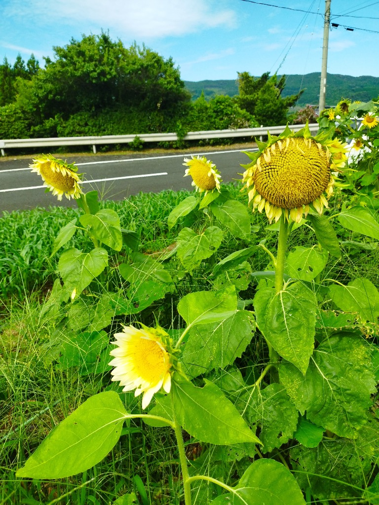 超巨大ひまわり タイタン 5粒 - ガーデニング