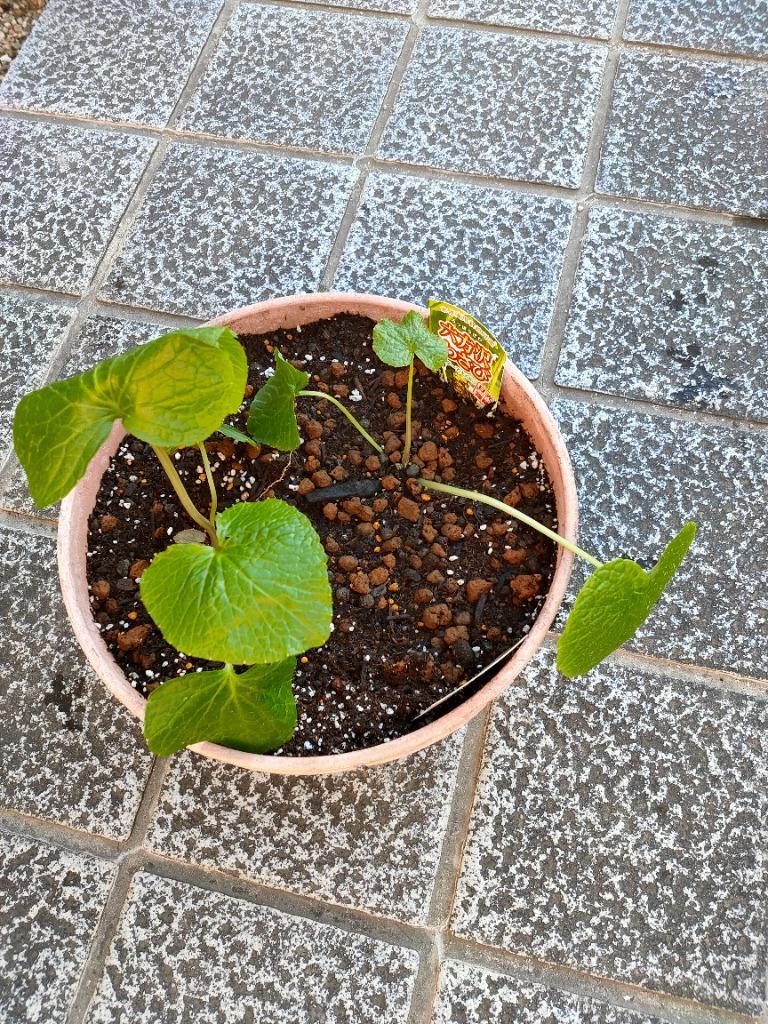 【中古】 ワサビ栽培 わさび栽培】邪魔な土山を撤去せよ [WASABI cultivation] Soil