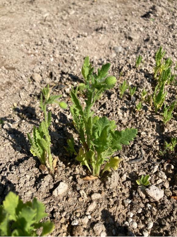 ポピー 種 虞美人草 レッド 1袋(60mg) / ポピーの種 ポピーの花 ヒナゲシ 花たね 花の種 種子 タネ 国華園 :2017n-p7-0005: 花と緑 国華園 - 通販 - Yahoo!ショッピング