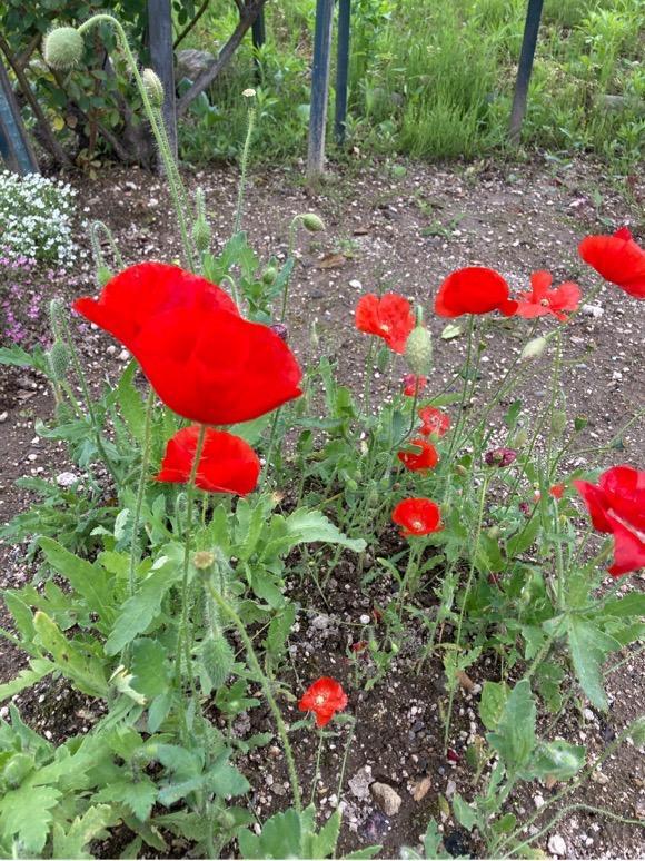 ポピー 種 虞美人草 レッド 1袋(60mg) / ポピーの種 ポピーの花 ヒナゲシ 花たね 花の種 種子 タネ 国華園 :2017n-p7-0005: 花と緑 国華園 - 通販 - Yahoo!ショッピング