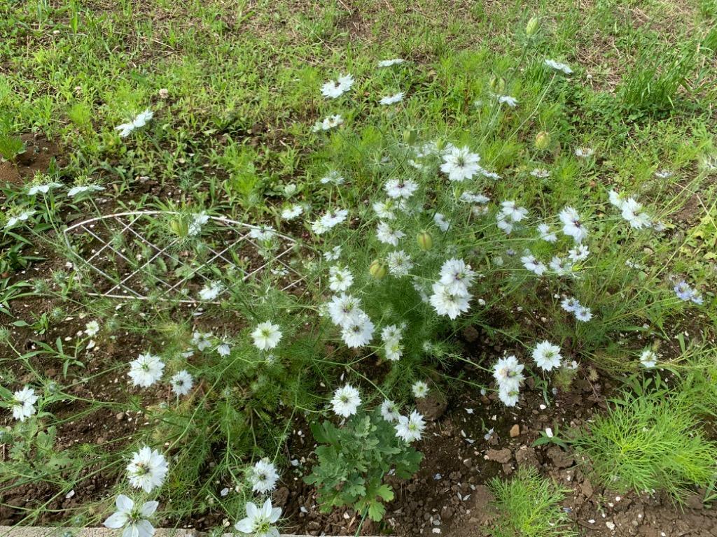 ニゲラ　ホワイト　種　およそ300粒 ニゲラ ホワイト 種 およそ300粒 - メルカリ