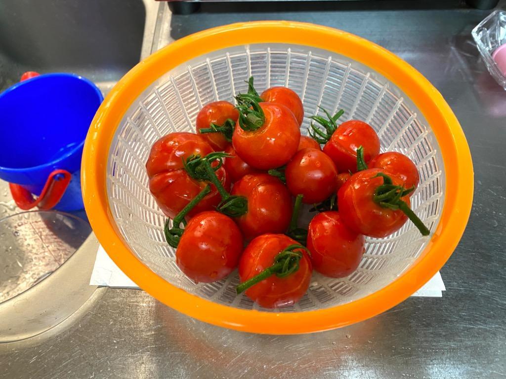 接木野菜苗 中玉トマト苗 接木F1華小町R（農林水産省登録品種