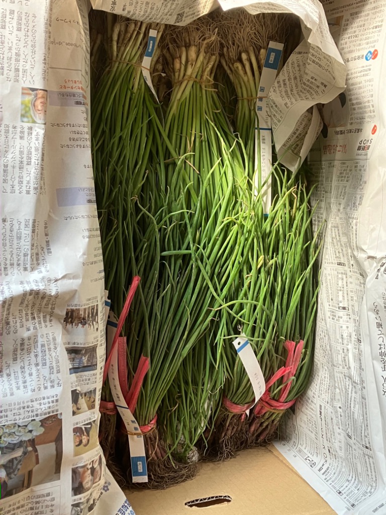 赤玉葱苗1000本 玉葱苗 泉州 1000本 赤玉ねぎ100本