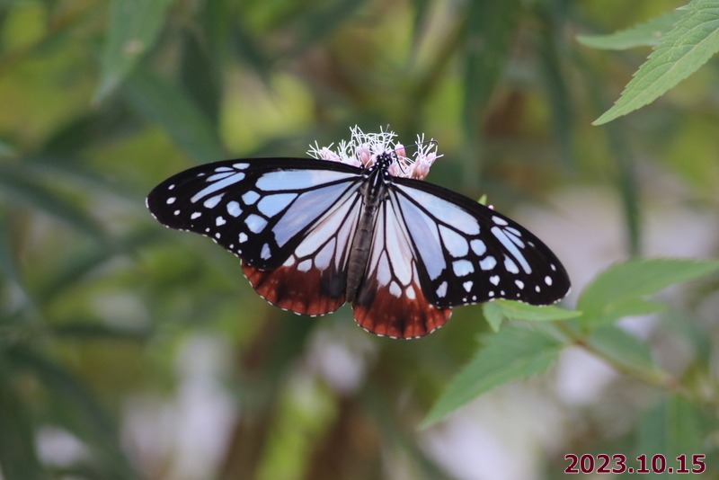 フジバカマ 苗 濃色 2株 花苗 花の苗 秋の七草 藤袴 山野草 ポット苗 : 20189-p2-0209 : 花と緑 国華園 - 通販 -  Yahoo!ショッピング