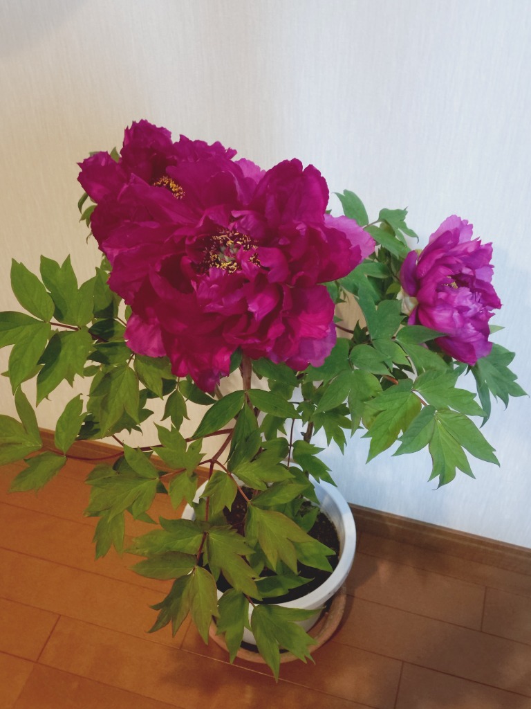 送料無料 鉢花 花色おまかせ牡丹の鉢植え 開花株 1鉢 : 花と緑 送料無料 鉢花 花色おまかせ牡丹の鉢植え 開花株 1鉢 : 花と緑