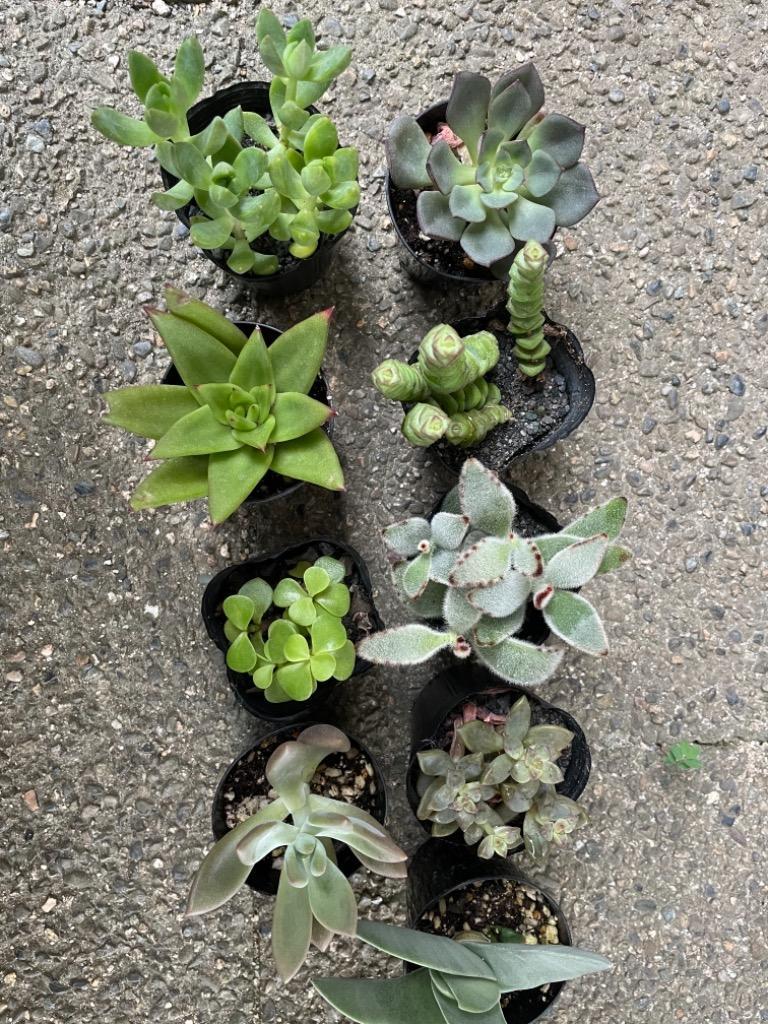 多肉植物 おまかせポット苗 セット（20株）アソート セット set